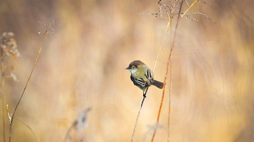 Eastern Phoebe-header_Andrew C - Terrapin Bright Green